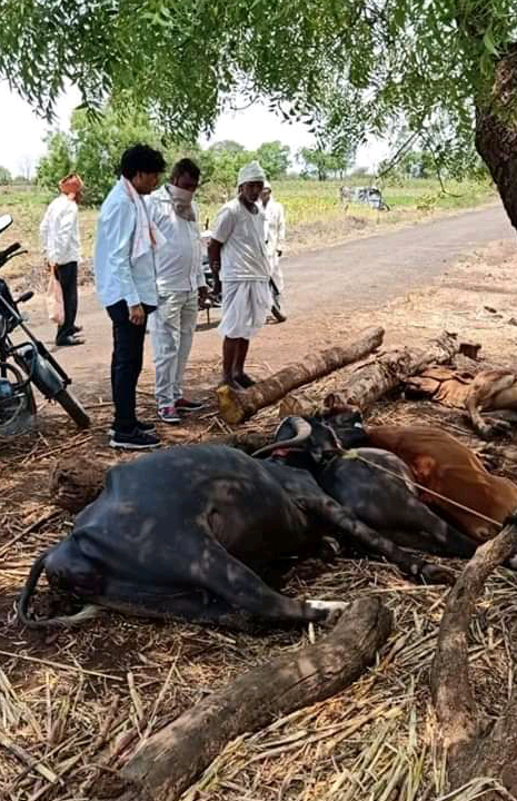 मौजे मष्नेरवाडी : विजेच्या धक्कयाने चार जनावरे दगावली
